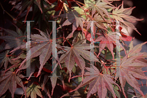 Picture of Acer palmatum (Matsumurae Group) 'Azuma murasaki (Toshi)'