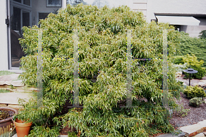 Picture of Acer buergerianum 'Mino yatsubusa'