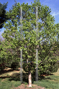 Picture of Acer buergerianum 'Goshiki kaede'