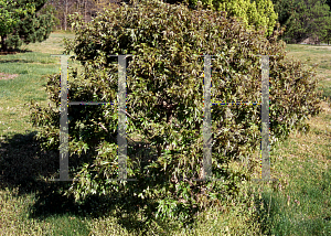 Picture of Acer buergerianum 'Mino yatsubusa'