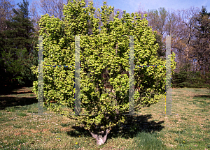 Picture of Acer buergerianum var. formosanum 'Miyasama'