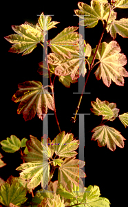 Picture of Acer circinatum 'Sunglow'