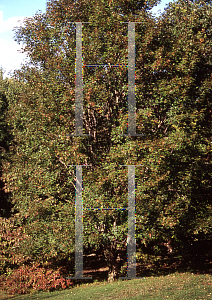 Picture of Acer cappadocicum 