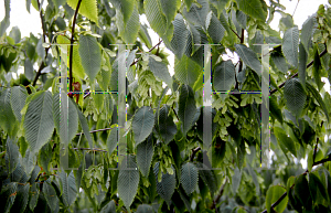 Picture of Acer carpinifolium 