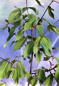 Picture of Acer carpinifolium 