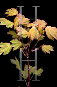 Picture of Acer circinatum 'Sunglow'