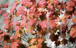 Picture of Acer circinatum 'Del's Dwarf'