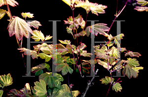 Picture of Acer circinatum 'Sunglow'