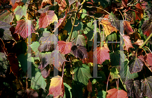 Picture of Acer capillipes 