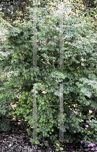 Picture of Acer circinatum 'Monroe'