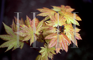 Picture of Acer circinatum 'Sunglow'