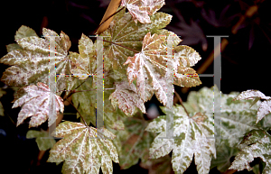 Picture of Acer circinatum 'Sunny Sister'