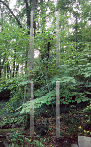 Picture of Acer davidii 