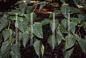 Picture of Acer davidii 