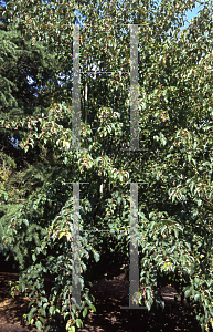 Picture of Acer davidii 