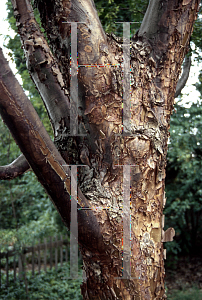 Picture of Acer griseum 