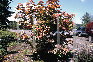 Picture of Acer macrophyllum 'Mocha Rose'