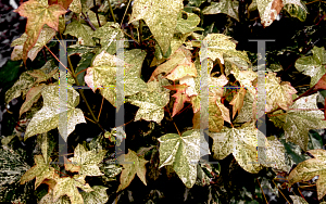 Picture of Acer mono 'Hoshiyadori'