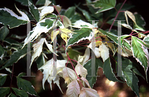 Picture of Acer negundo 'Flamingo'