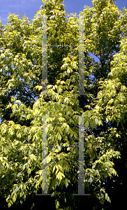 Picture of Acer negundo 'Winter Lightening'