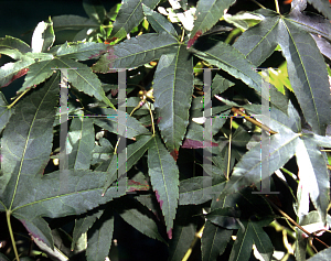 Picture of Acer oliverianum 