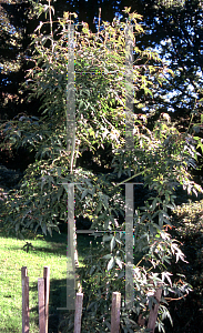 Picture of Acer oliverianum 