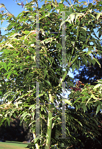 Picture of Acer oliverianum 