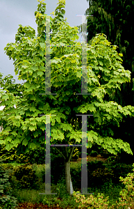 Picture of Acer pensylvanicum 