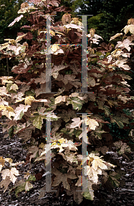 Picture of Acer pseudoplatanus 'Eskimo Sunset'