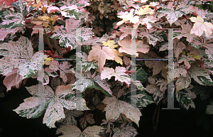 Picture of Acer pseudoplatanus 'Eskimo Sunset'