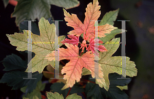 Picture of Acer pseudoplatanus 'Perfect Pink'