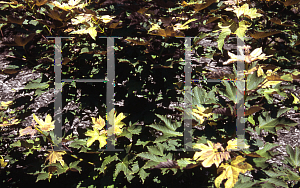 Picture of Acer pseudoplatanus 'Prinz Hanendares'