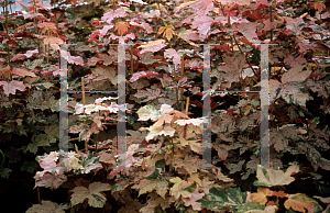 Picture of Acer pseudoplatanus 'Eskimo Sunset'