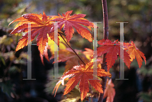 Picture of Acer pseudo-sieboldianum 