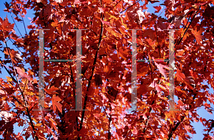 Picture of Acer rubrum 