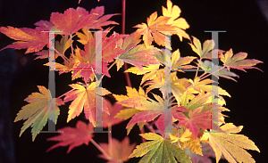 Picture of Acer shirasawanum 'Lovett'