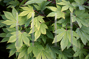 Picture of Acer shirasawanum 'Ogura yama'