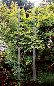 Picture of Acer shirasawanum 'Lovett'