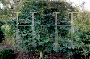 Picture of Acer shirasawanum 'Lovett'