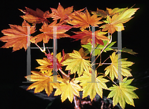 Picture of Acer shirasawanum 'Microphyllum'