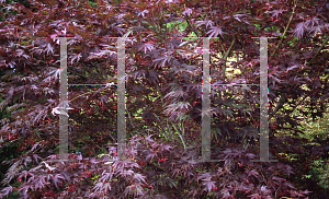 Picture of Acer shirasawanum 'Red Dawn'