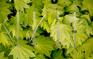 Picture of Acer shirasawanum 'Aureum'