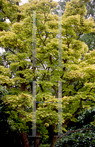 Picture of Acer shirasawanum 'Aureum'