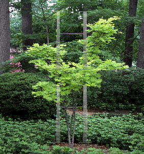 Picture of Acer shirasawanum 'Aureum'