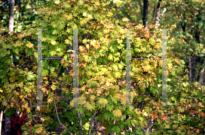 Picture of Acer shirasawanum 'Aureum'