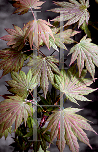 Picture of Acer shirasawanum 'Autumn Moon'