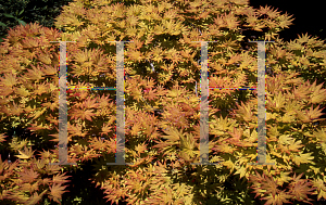 Picture of Acer shirasawanum 'Autumn Moon'