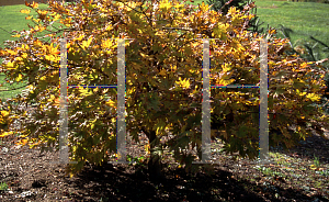 Picture of Acer shirasawanum 'Autumn Moon'