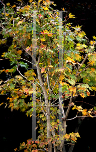 Picture of Acer shirasawanum 'Ezono momiji'