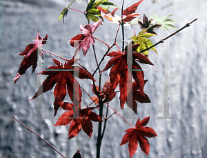 Picture of Acer shirasawanum 'Garden Glory'